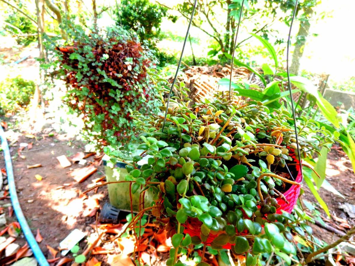 Vila Coco Happy Farm Ben Tre Exteriér fotografie