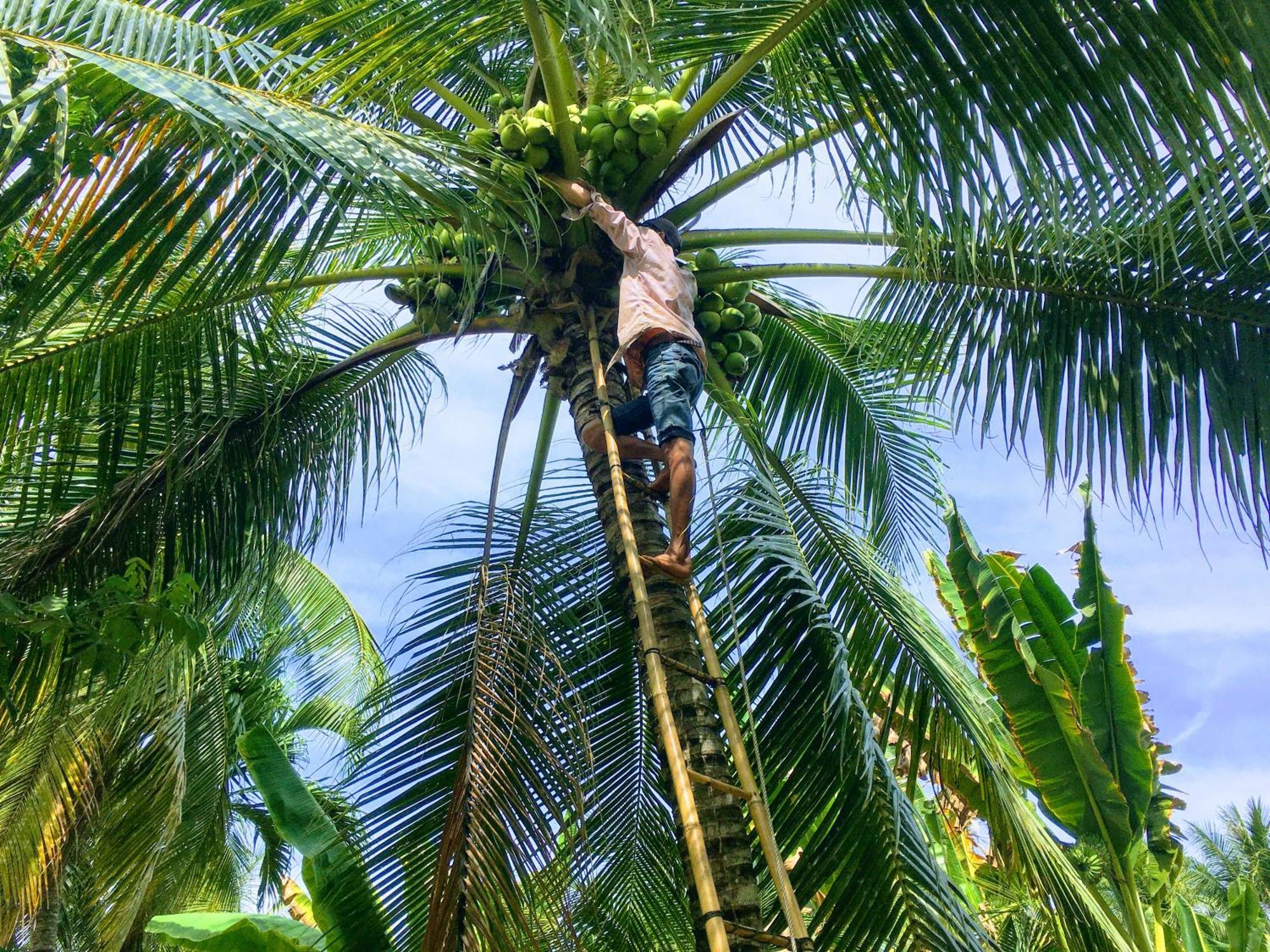 Vila Coco Happy Farm Ben Tre Exteriér fotografie